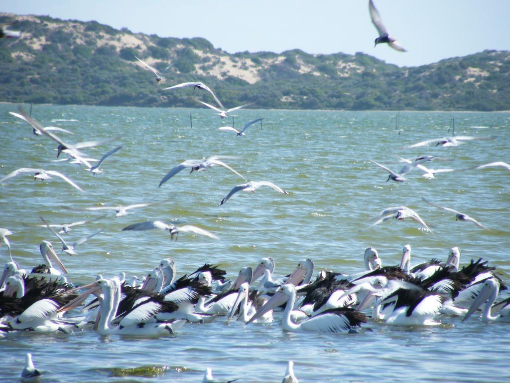 Villa Coorong Waterfront Retreat à Meningie Extérieur photo
